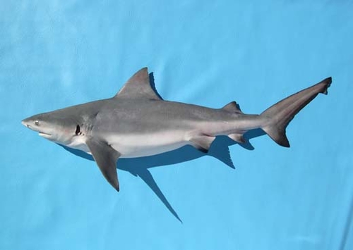most dangerous shark Bull Shark
