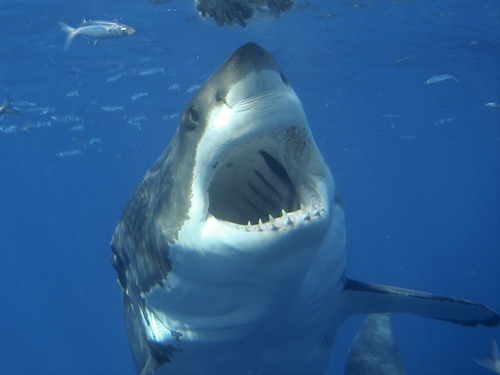 Great White Shark