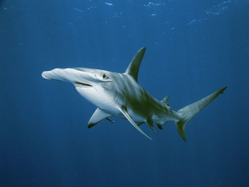 Hammerhead Shark