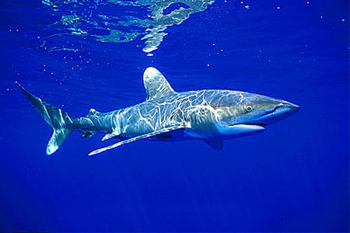Ocean White Tip Shark