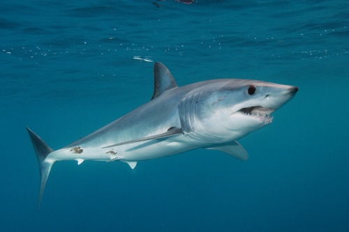 dangerous Shortfin Mako Shark