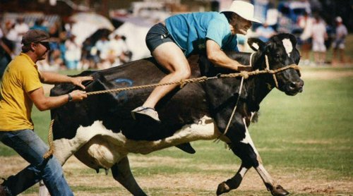 cow riding