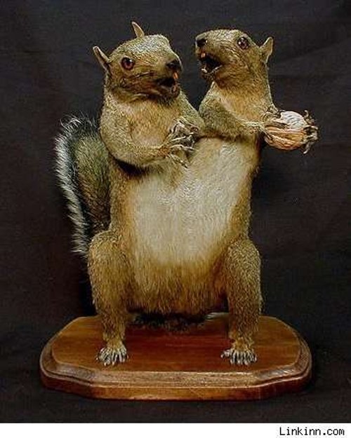 two headed taxidermy rogue taxidermy and mutant animals