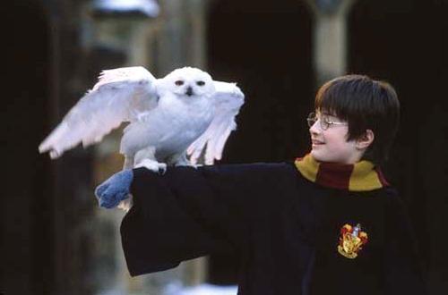 Harry Potter & Hedwig