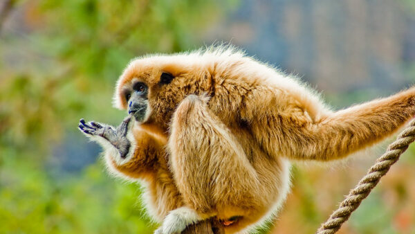 The Gibbon Experience Laos