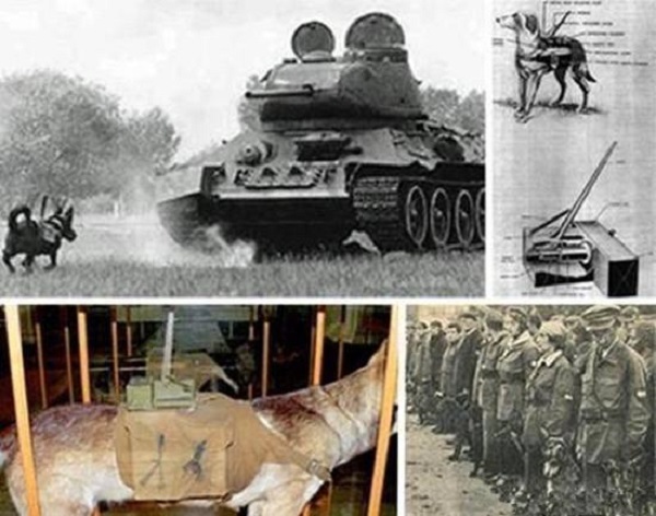 anti-tank dogs