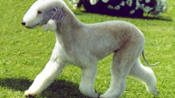 Bedlington Terrier