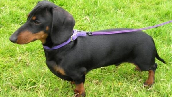 Dachshund/Sausage Dog