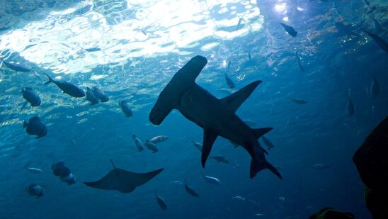 Hammerhead Shark - The Unique Shark That Sees in Stereo Vision