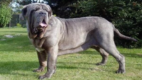 Funny Dog Breed Neapolitan Mastiff