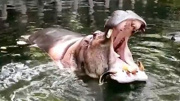 Teeth You Don't Want to Be Bitten By