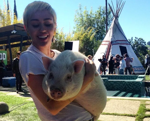 Miley Cyrus’s Bubba Sue