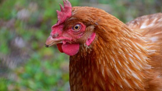 Interesting Facts About Chickens