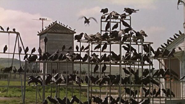 great horror film The Birds 1963