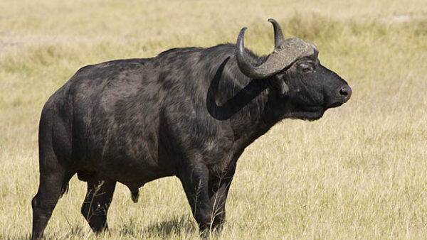 Cape Buffaloes