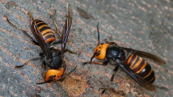 asian giant hornets