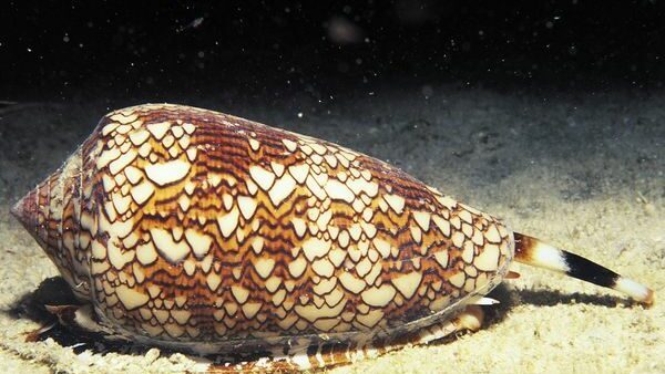 cone snails
