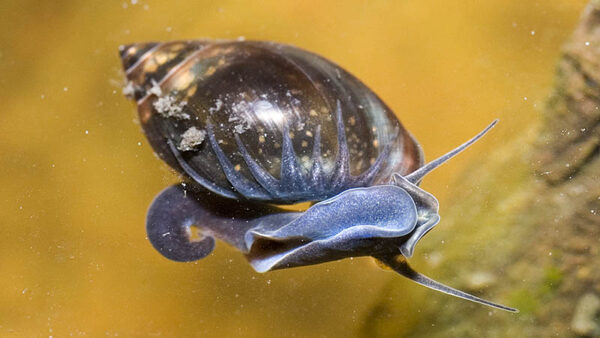Fresh Water Snails