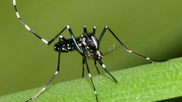 mosquito the deadliest creature in the world