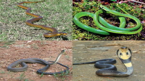 venomous snakes