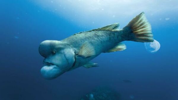 Asian Sheepshead Wrasse