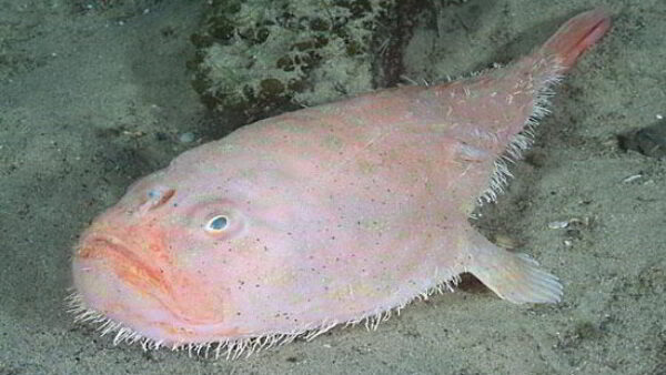 Coffinfish