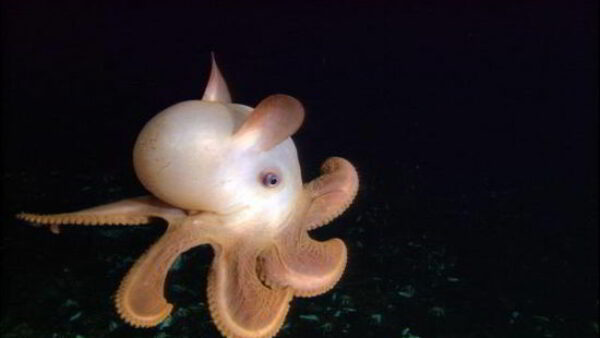 30 Most Weird Ocean Creatures Ever