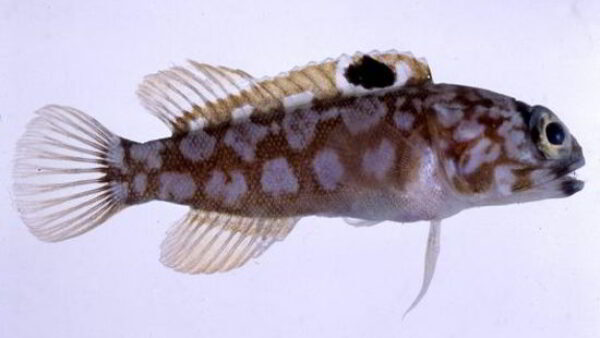 Weird Ocean Creature Harlequin Jaw fish