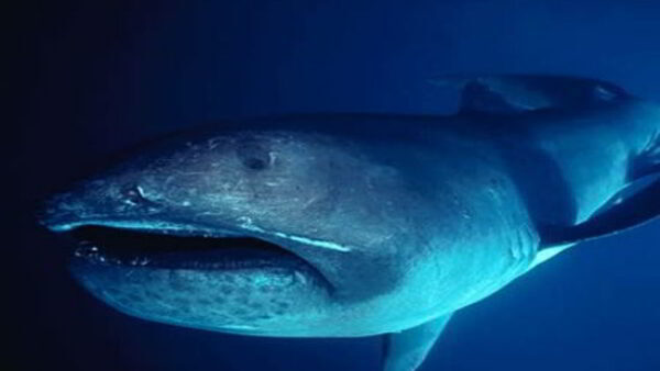 Megamouth Shark Bizzare Fish