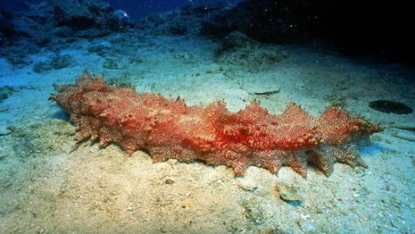 Strange Ocean Creature Sea Cucumber