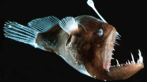 Weird Ocean Creature The Angler Fish
