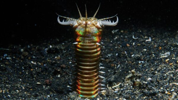 strange animal Bobbit Worm