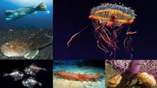 Most Weird Ocean Creatures Ever