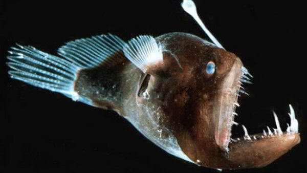 30 Most Weird Ocean Creatures Ever